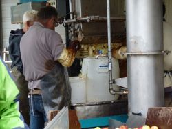 Obsternte Und Maischen 2012 21